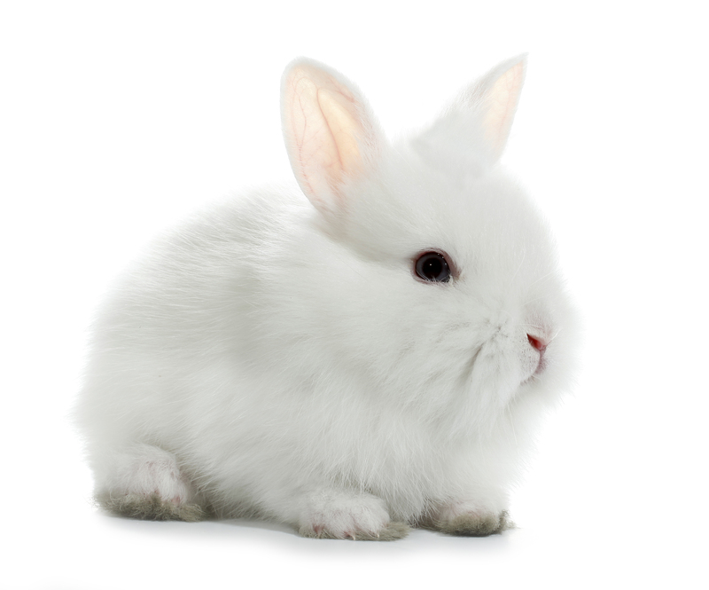 moving house packing services